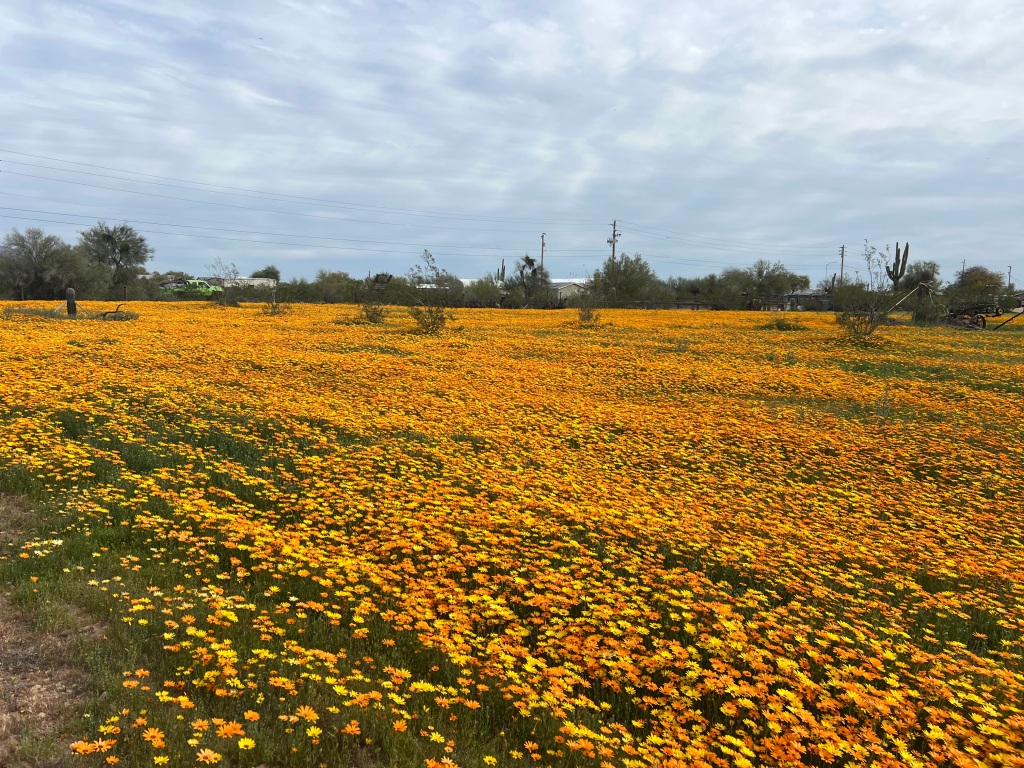 This image has an empty alt attribute; its file name is image-1.jpeg